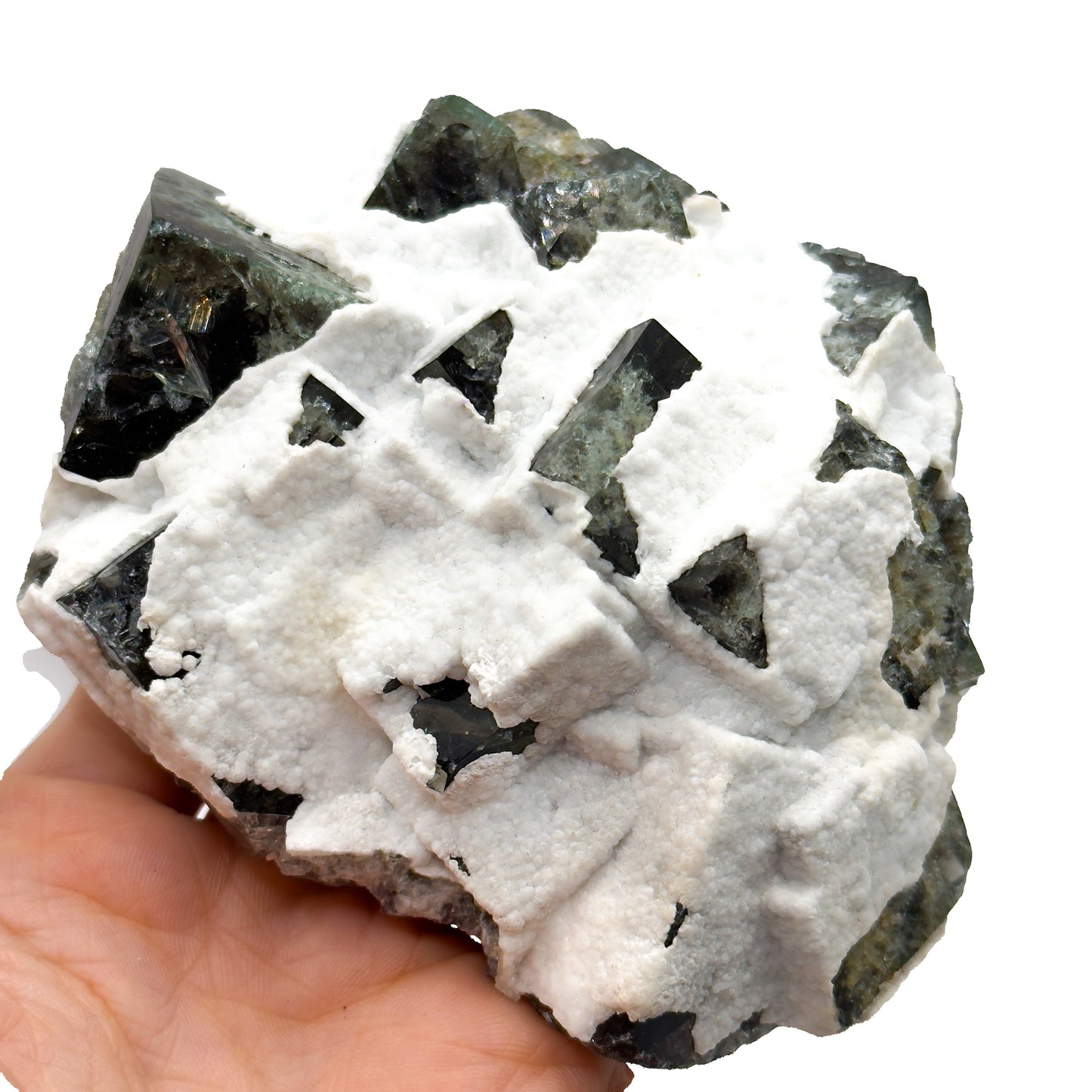 Truffle Pig #4