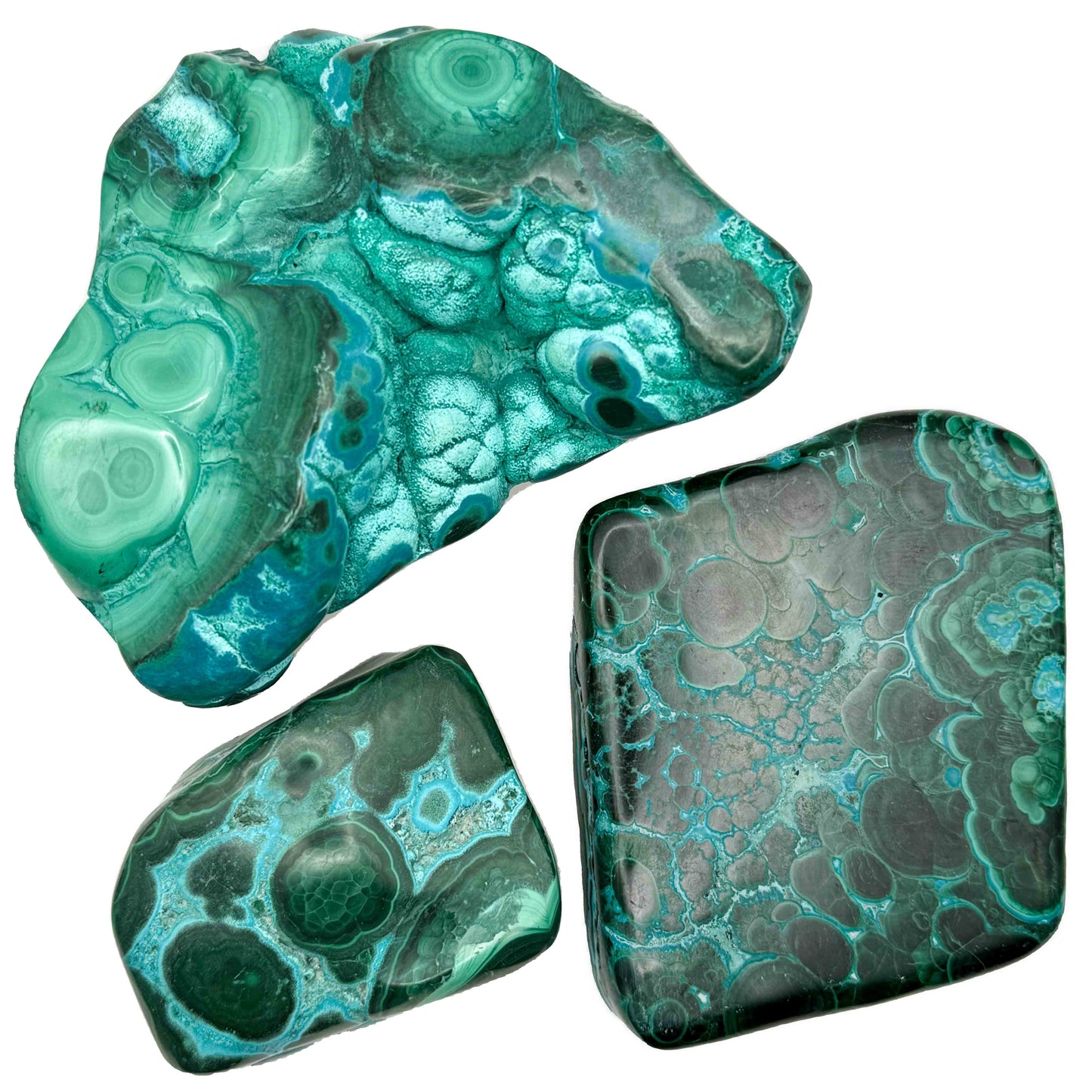 Malacholla Free forms