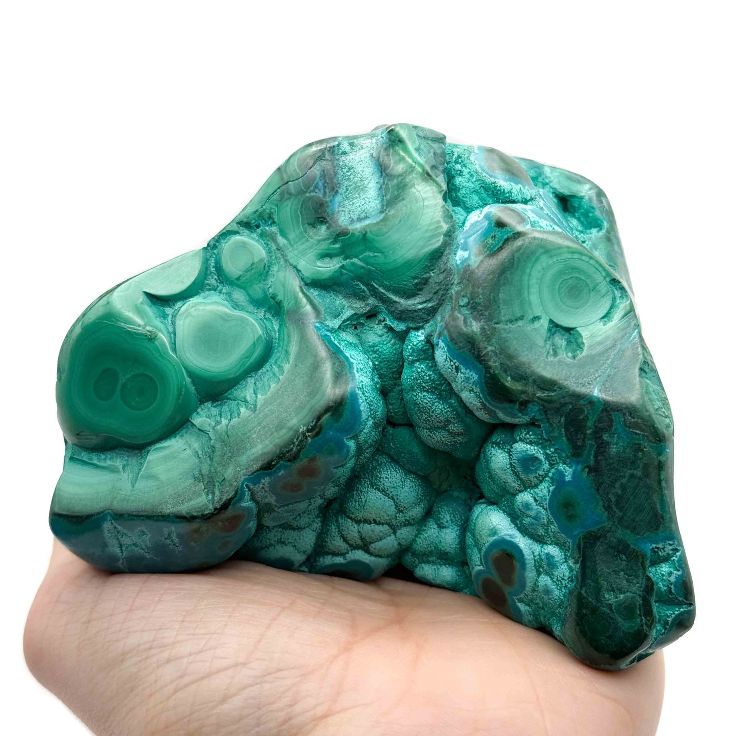 Malacholla Free forms